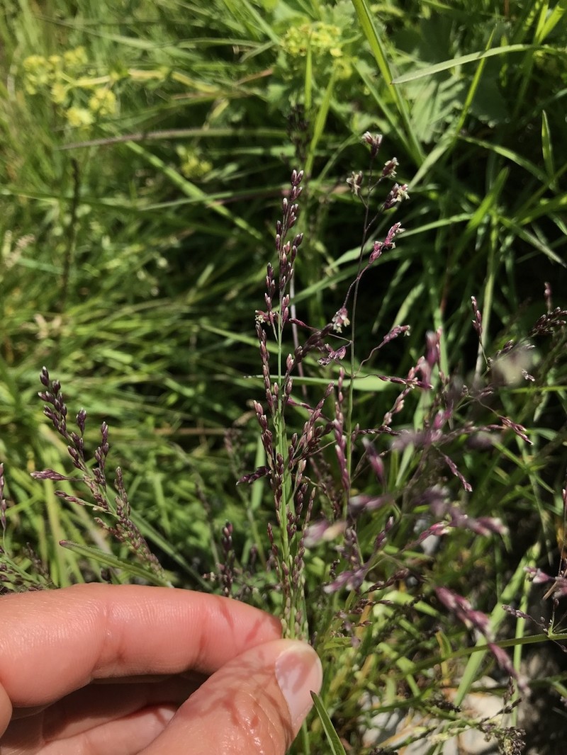 Water Whorlgrass photo 6