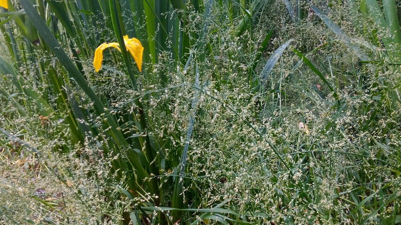 Water Whorlgrass photo 7