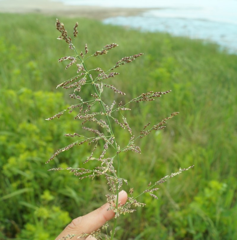 Water Whorlgrass photo 8