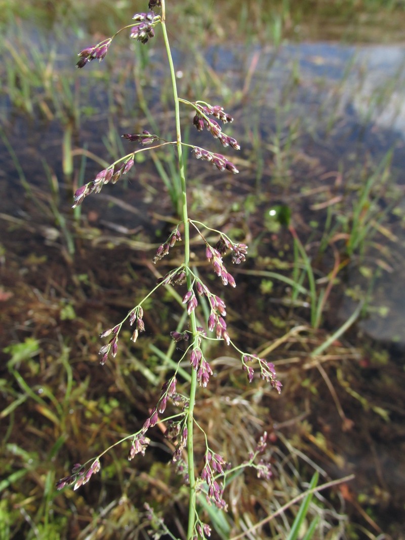 Catabrosa ledebourii photo 5