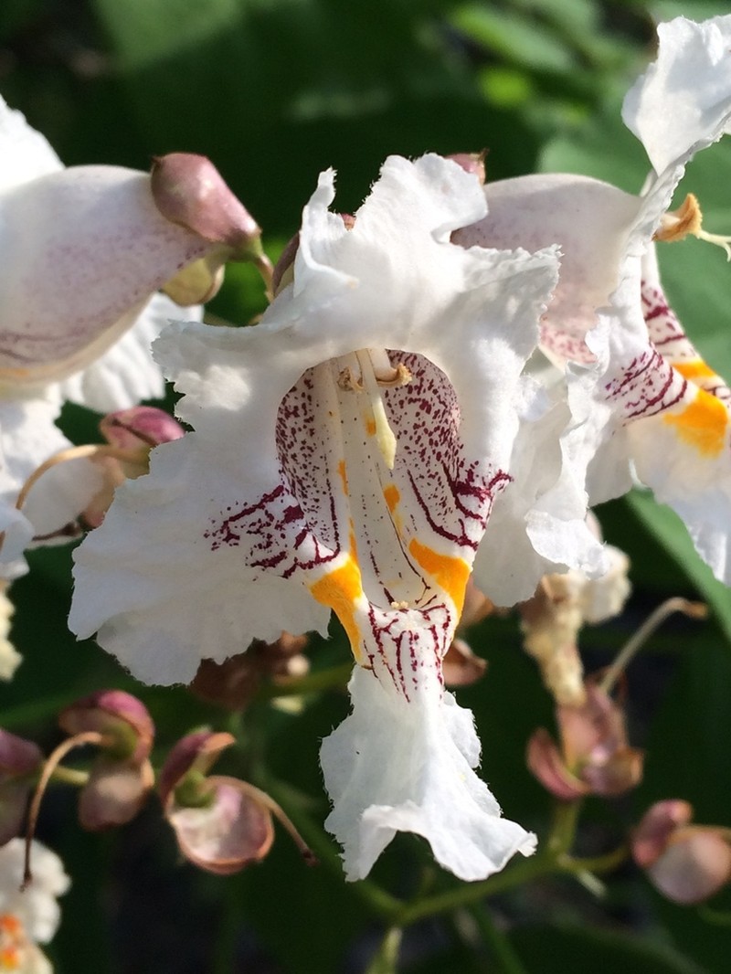 Southern Catalpa