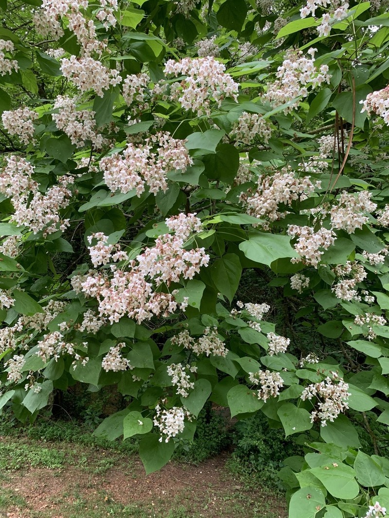 Southern Catalpa photo 2