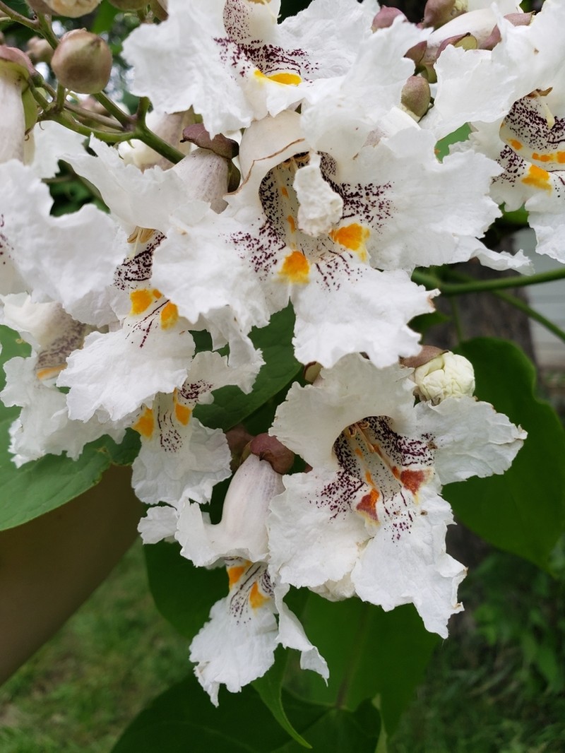 Southern Catalpa photo 3