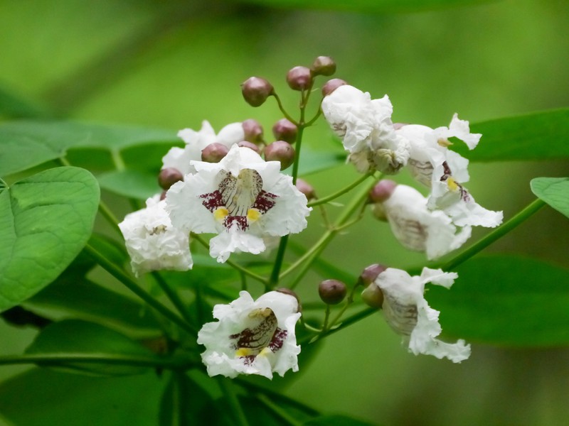 Southern Catalpa photo 4