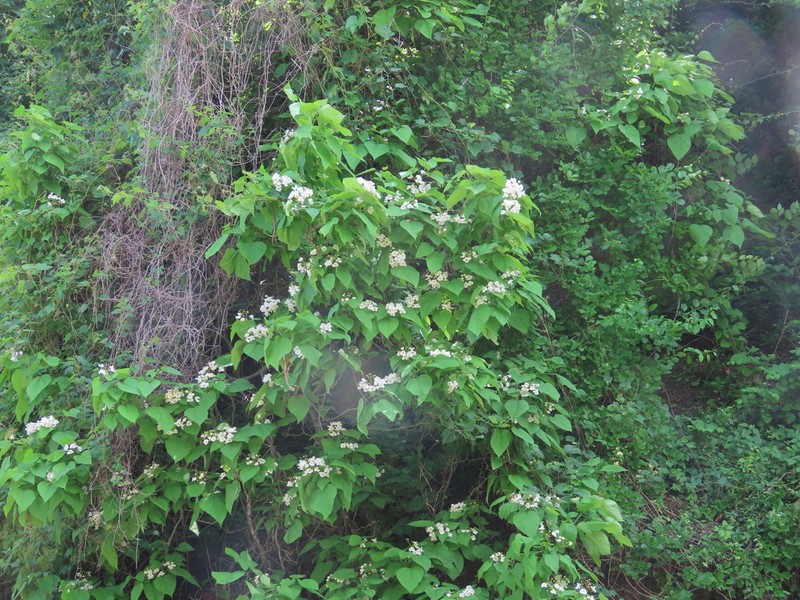 Southern Catalpa photo 5