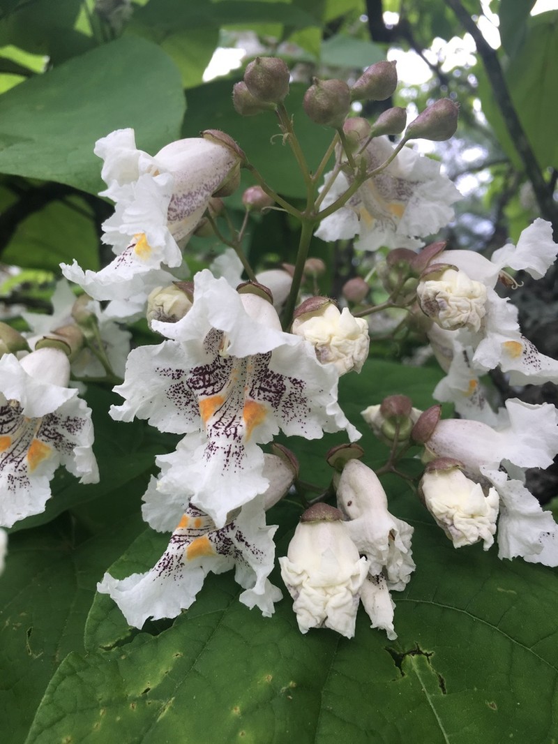 Southern Catalpa photo 6
