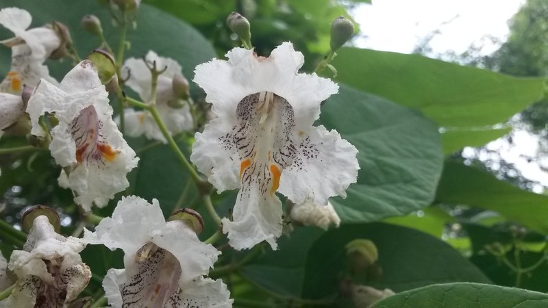 Southern Catalpa photo 7