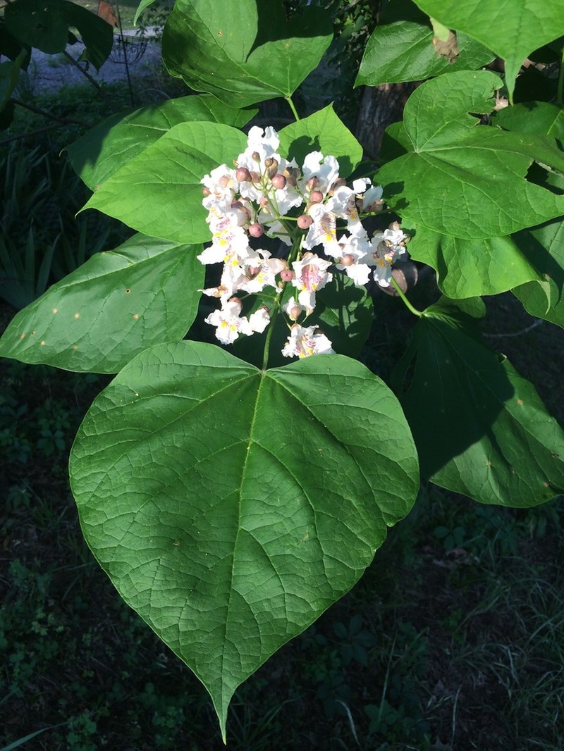 Southern Catalpa photo 8
