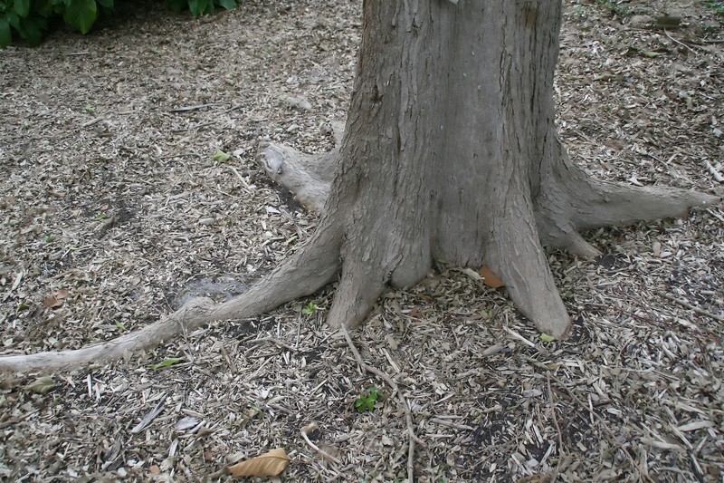 Haitian Catalpa photo 4