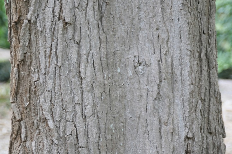 Haitian Catalpa photo 5