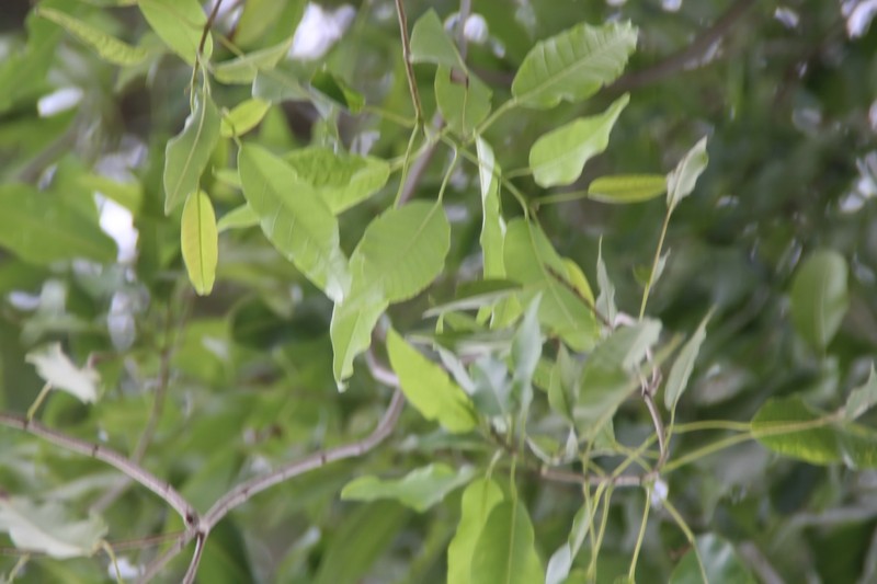Haitian Catalpa photo 6