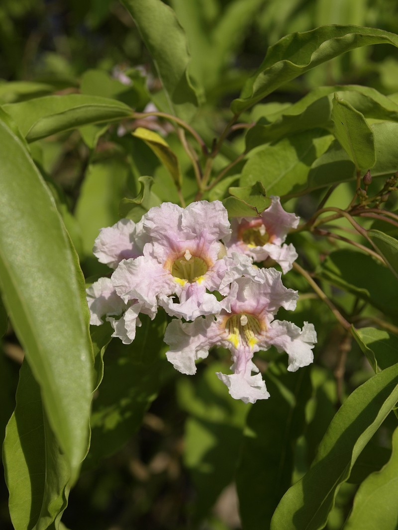 Haitian Catalpa