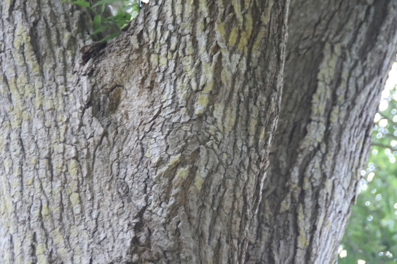 Haitian Catalpa photo 2
