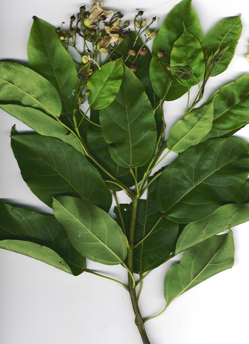 Haitian Catalpa photo 3