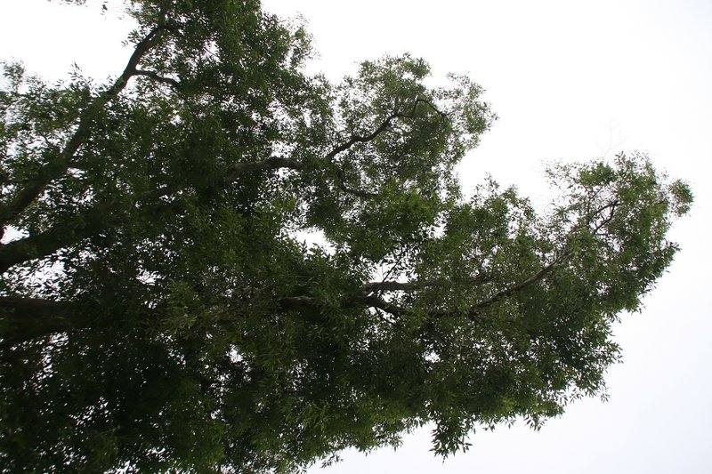 Haitian Catalpa photo 7