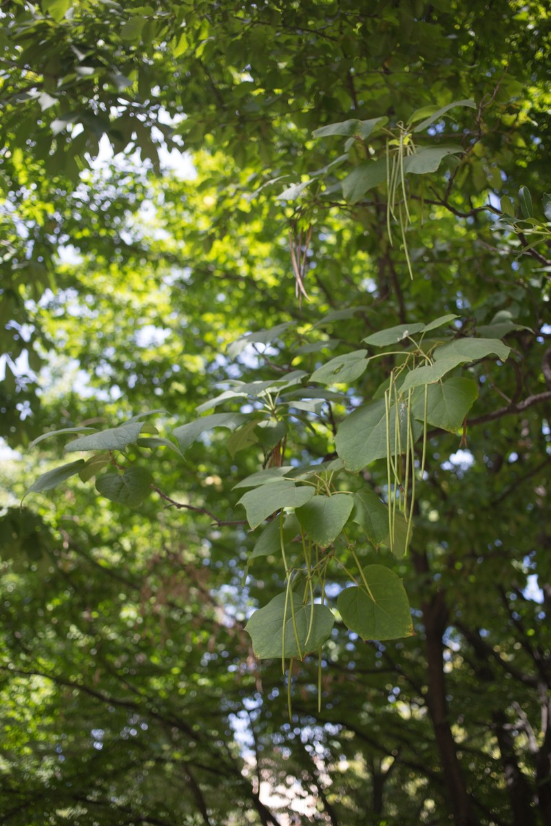 Chinese Catalpa photo 4