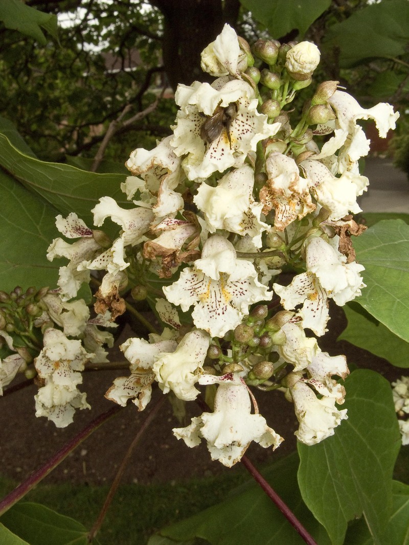 Chinese Catalpa