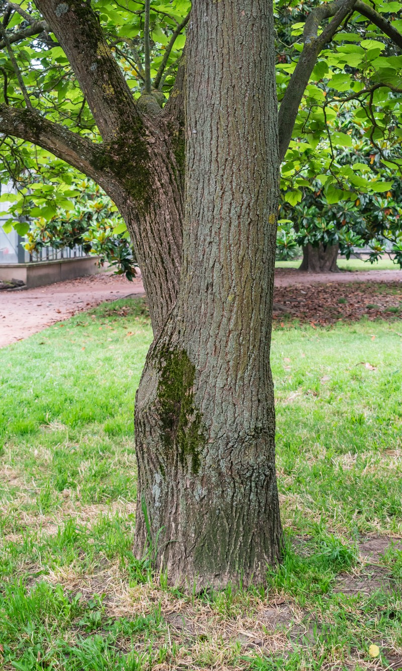 Chinese Catalpa photo 2