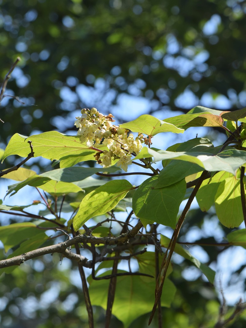 Chinese Catalpa photo 3