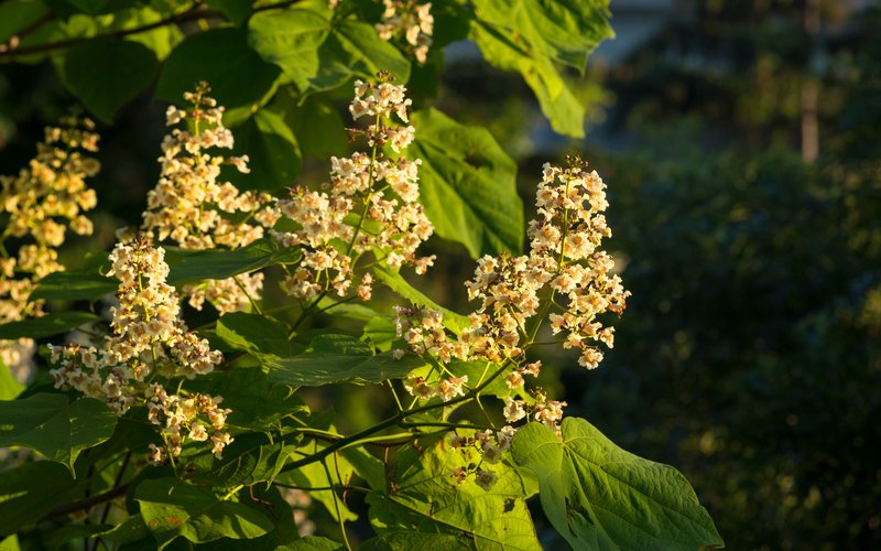 Chinese Catalpa photo 5