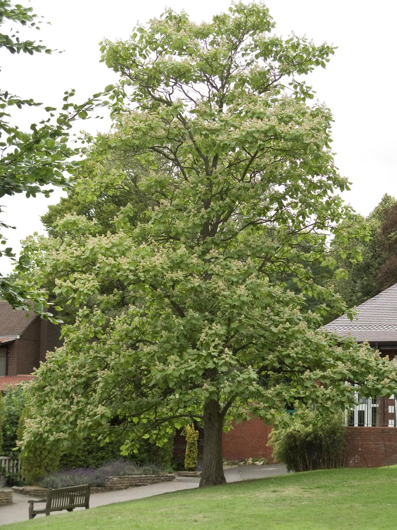 Chinese Catalpa photo 6