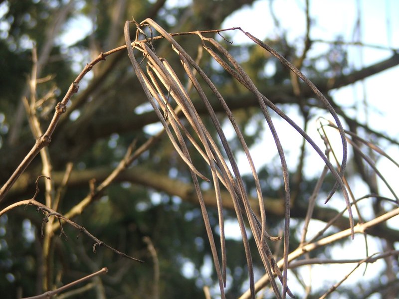 Chinese Catalpa photo 7