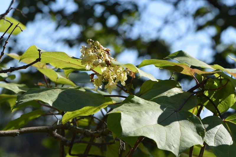 Chinese Catalpa photo 8