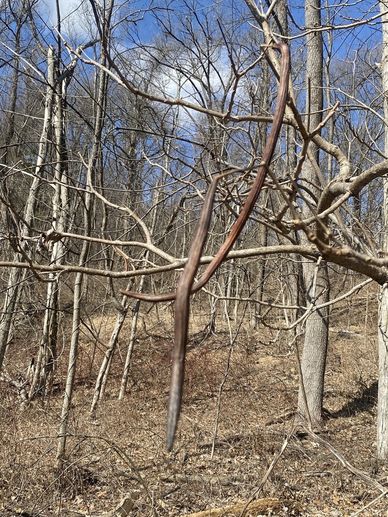 Northern Catalpa