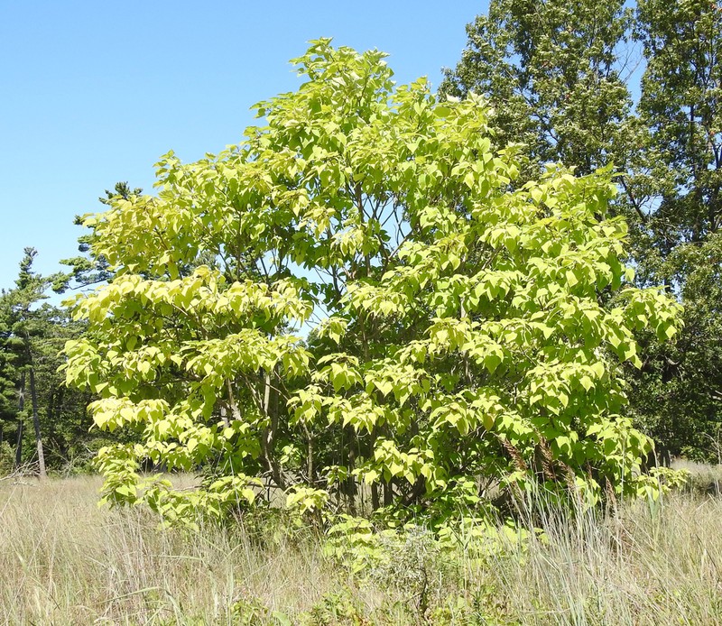 Northern Catalpa photo 2