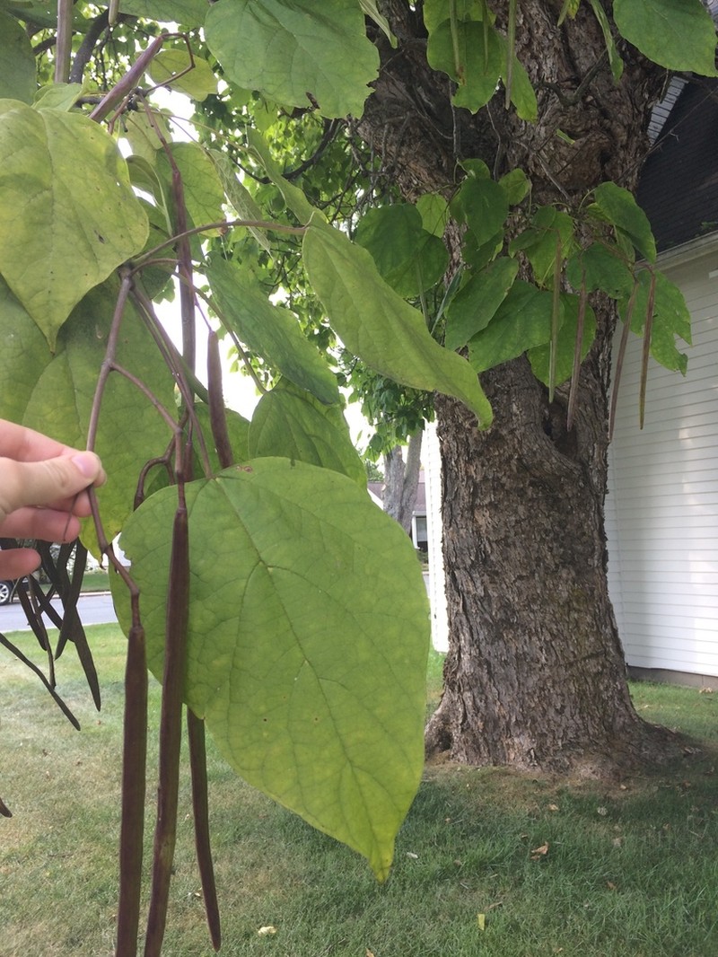 Northern Catalpa photo 3