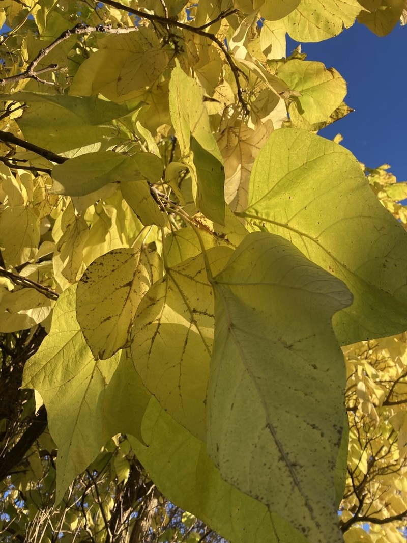 Northern Catalpa photo 4