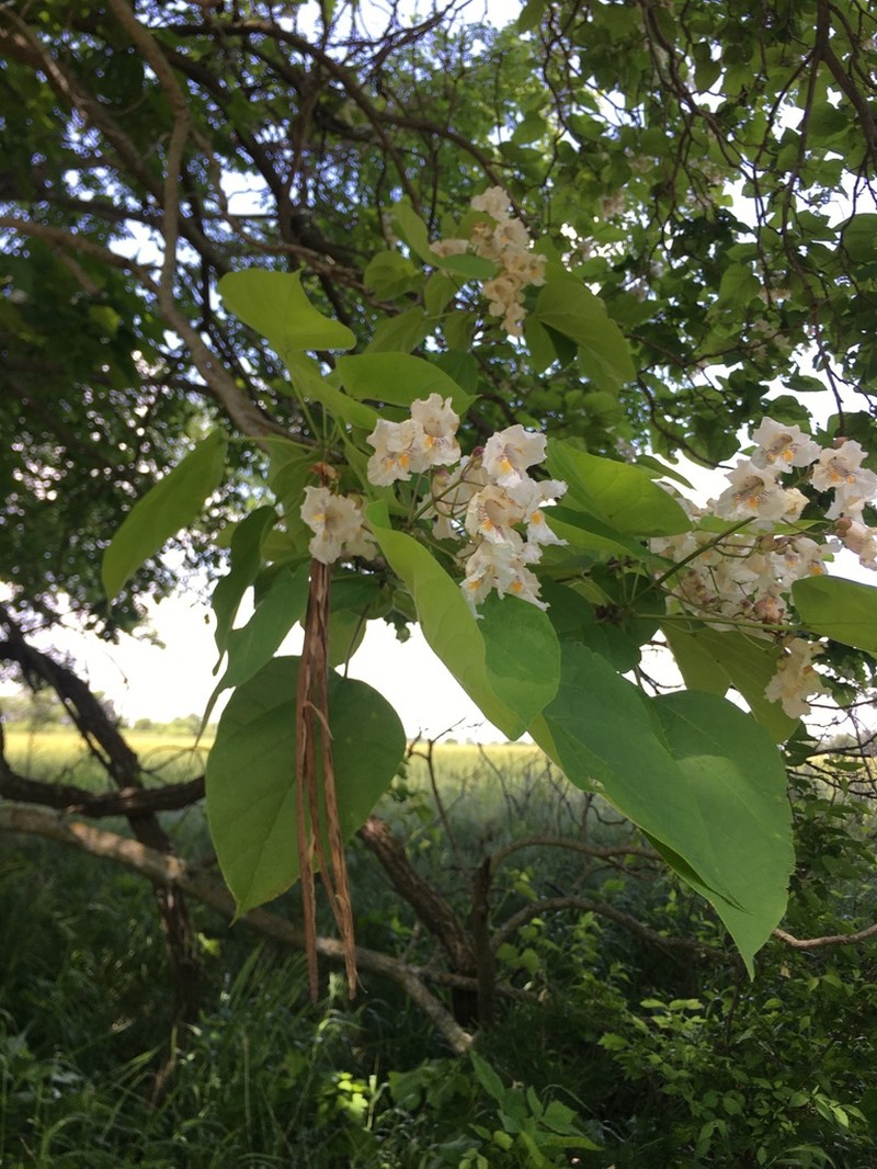 Northern Catalpa photo 6
