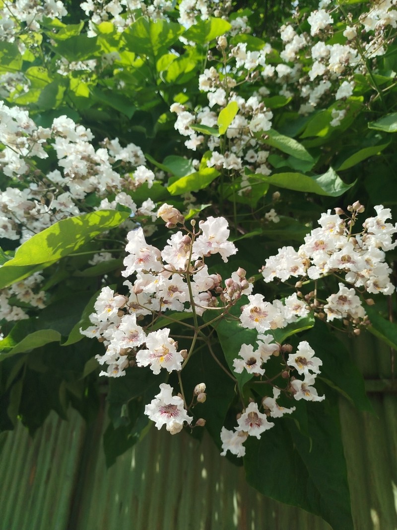 Northern Catalpa photo 7