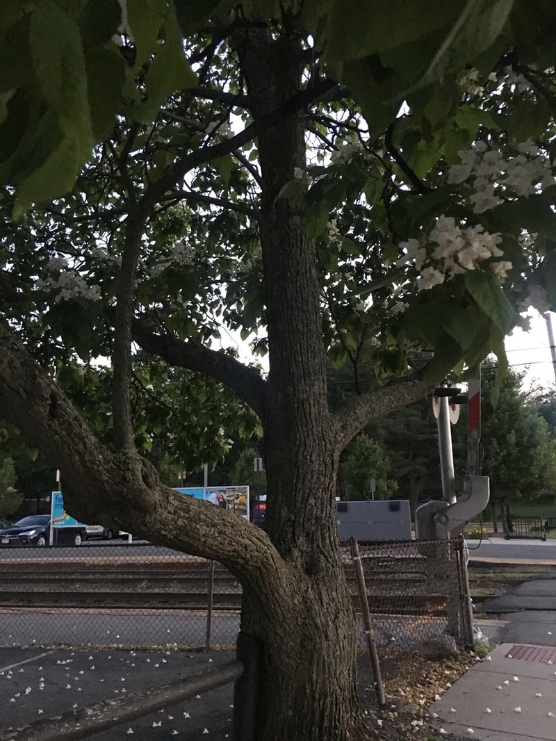 Northern Catalpa photo 8