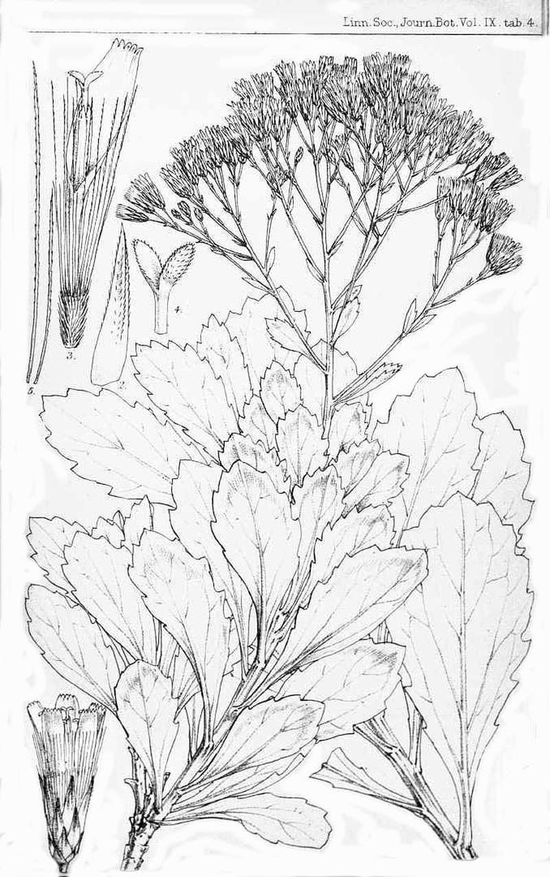 Catamixis baccharoides