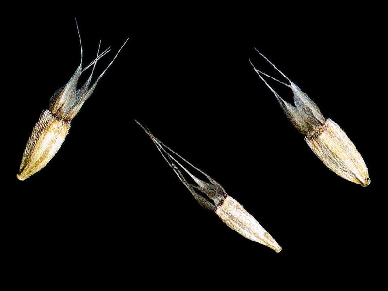 Cupid's Dart photo 4