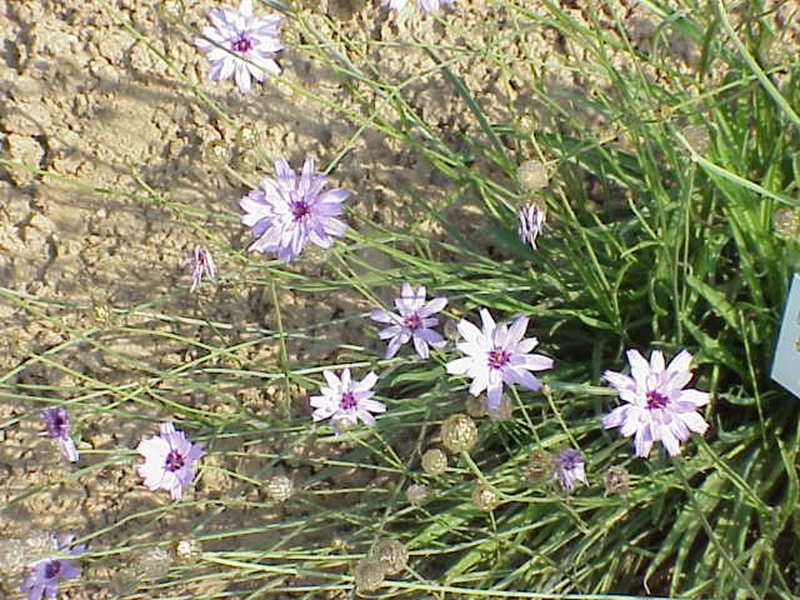 Cupid's Dart photo 6