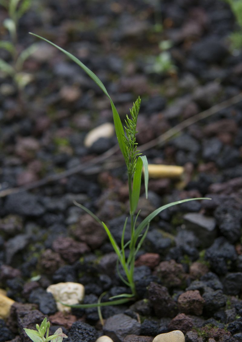 Ferngrass photo 2