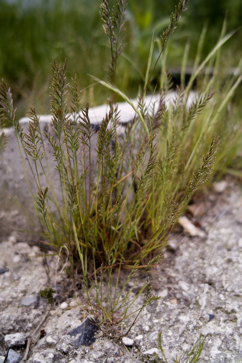 Ferngrass