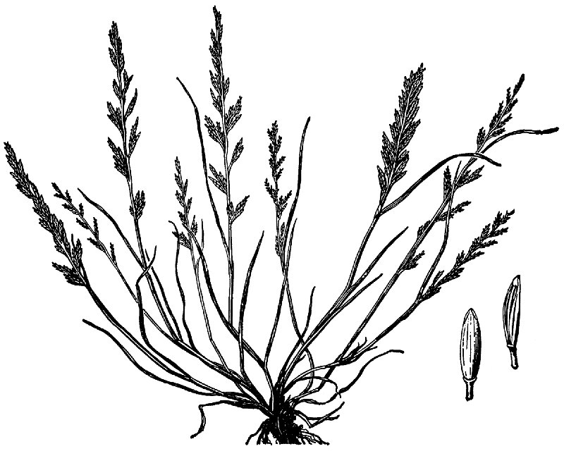 Ferngrass photo 3