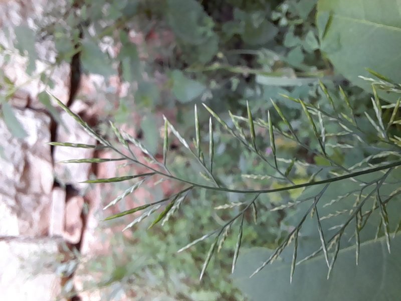 Ferngrass photo 4