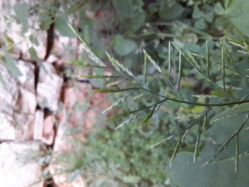 Ferngrass photo 5