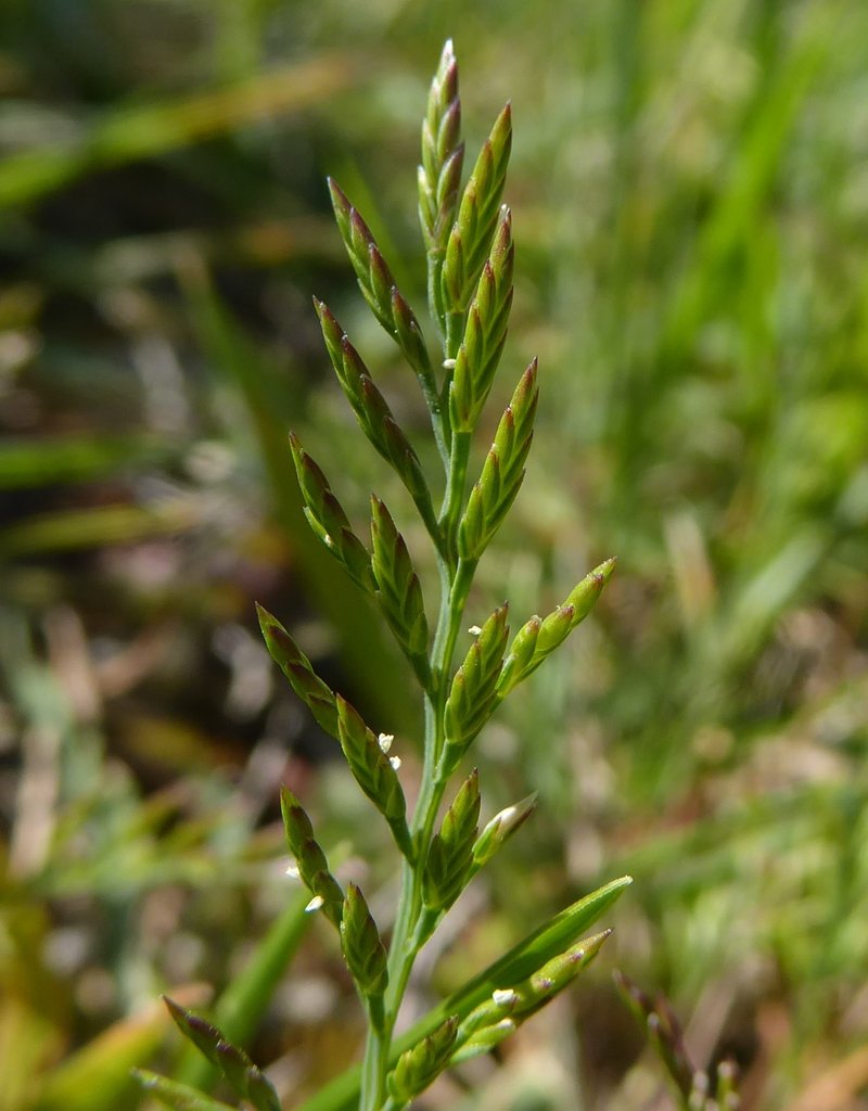 Ferngrass photo 6