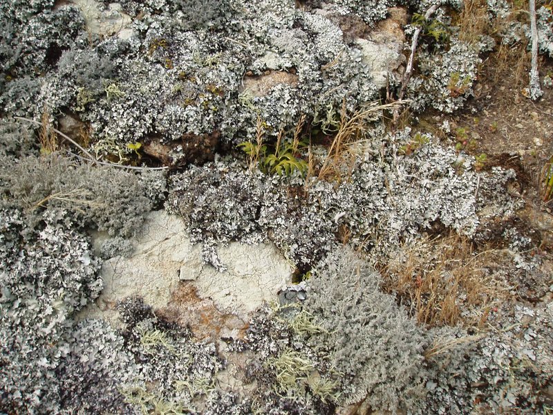 Ferngrass photo 7