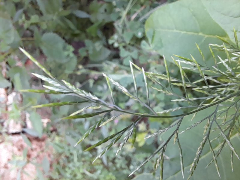 Ferngrass photo 8