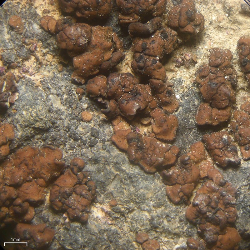 Earth Lichen
