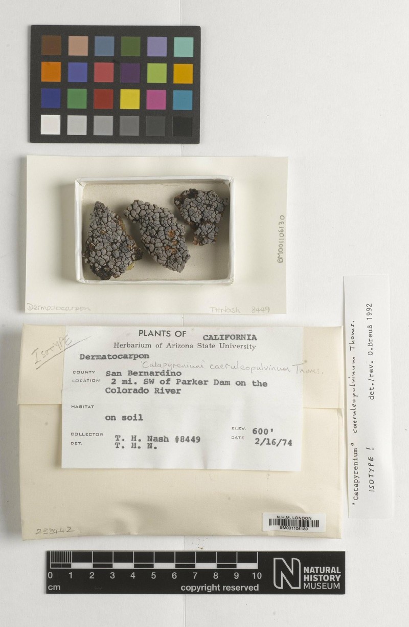 Earth Lichen