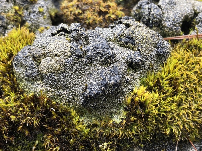 Earth Lichen