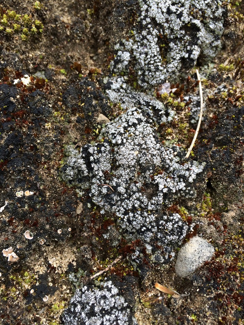 Earth Lichen photo 2