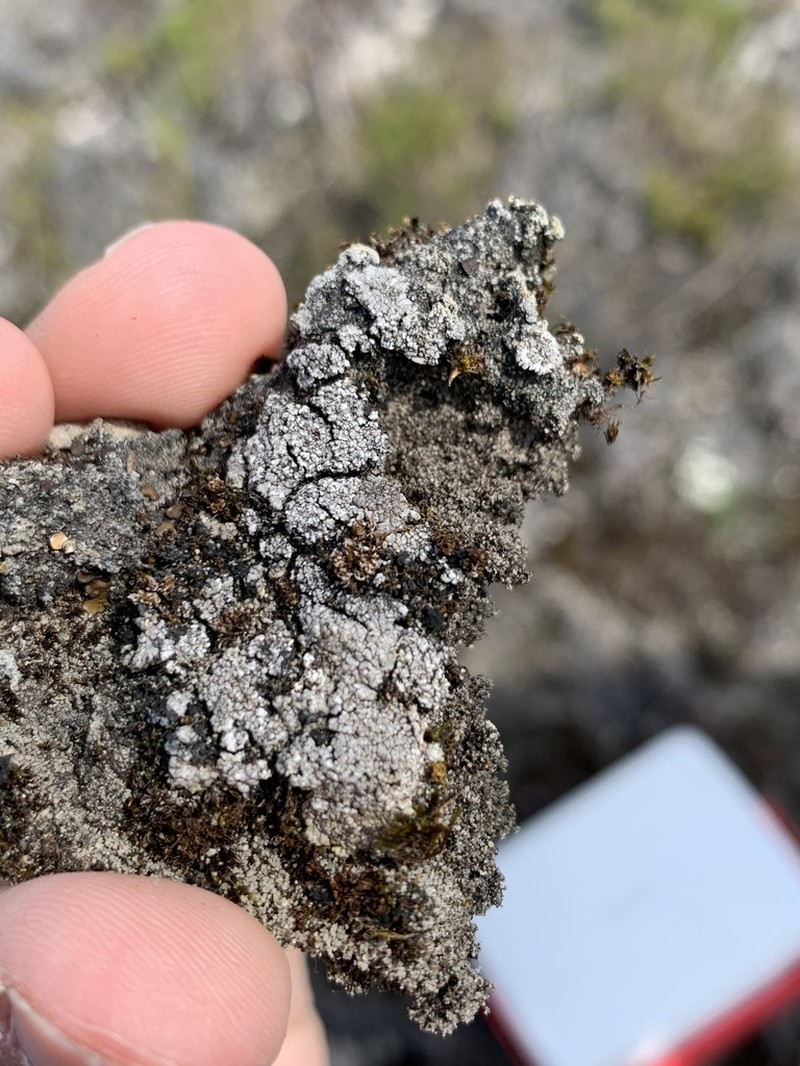 Earth Lichen photo 3